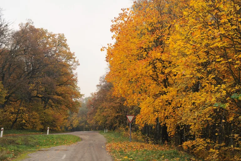 Photo of Moshny
